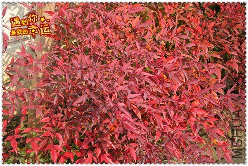 ��Ƭ 038_����.jpg