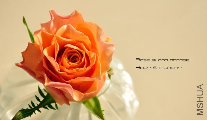 ROSE Blood orange.jpg