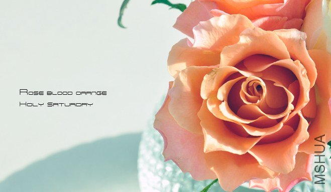 ROSE Blood orange0.jpg