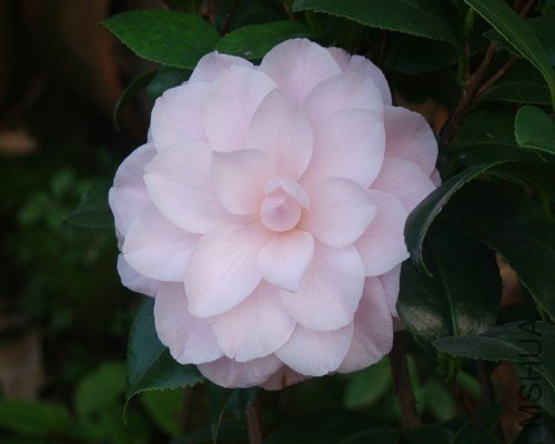 DSC07788.JPG