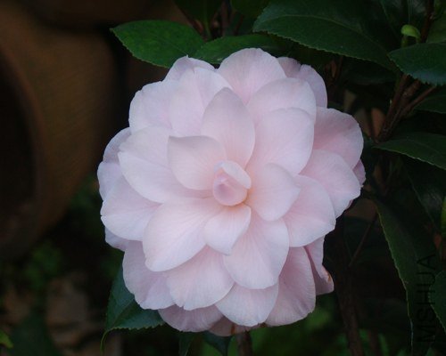 DSC07789.JPG