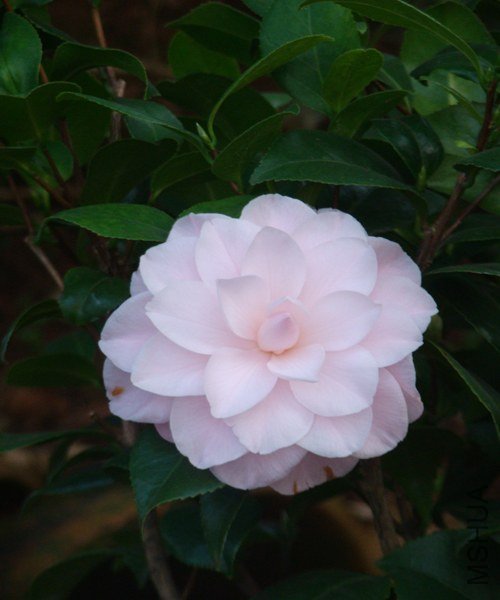 DSC07801.JPG