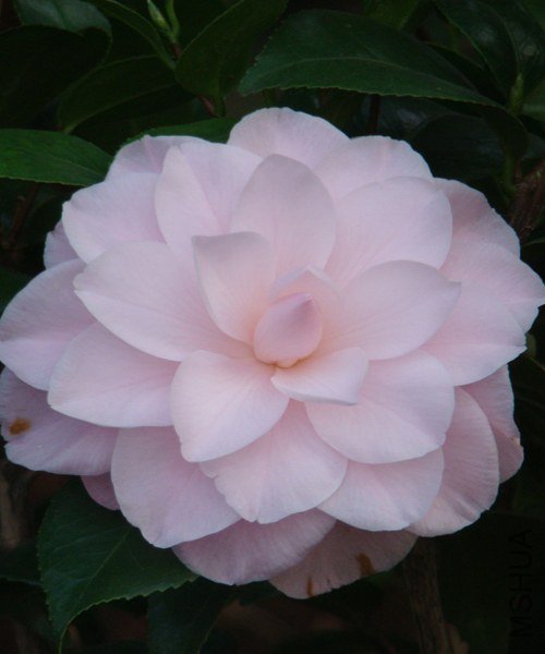 DSC07802.JPG