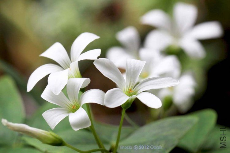 Oxalis triangulari.JPG