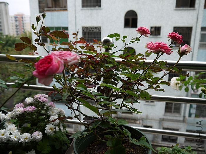 С���Ļ���Ŀ��Ա��ֺܾ�