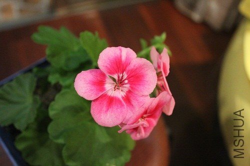 IMG_1817.jpg