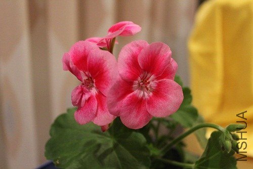 IMG_1819.jpg
