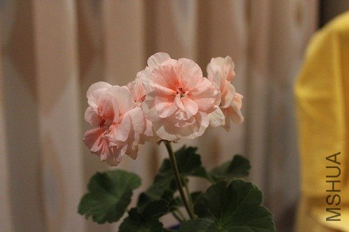 IMG_1820.jpg