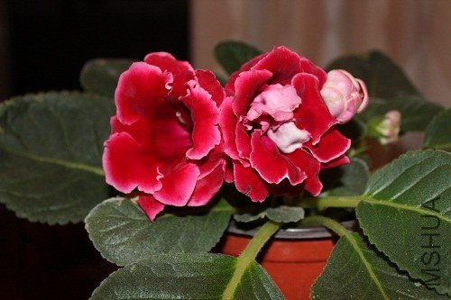 IMG_1834.jpg