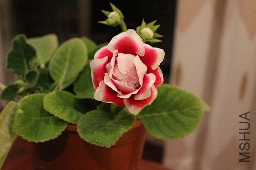 IMG_1838.jpg