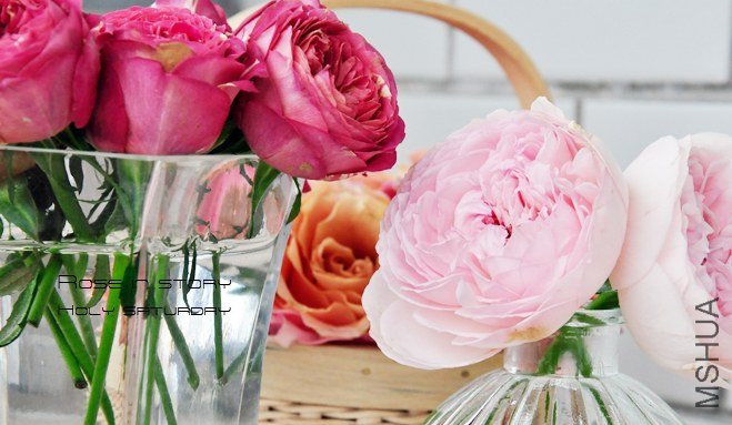 holy saturdayROSE in story2.jpg