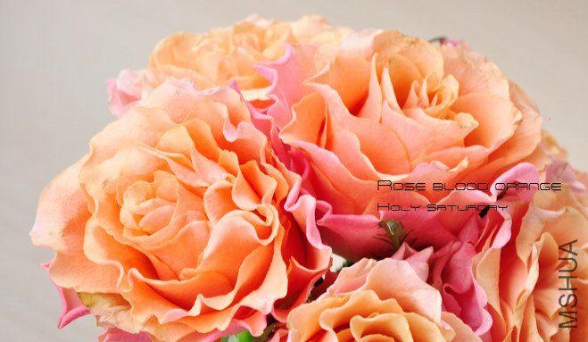 ROSE Blood orange.jpg