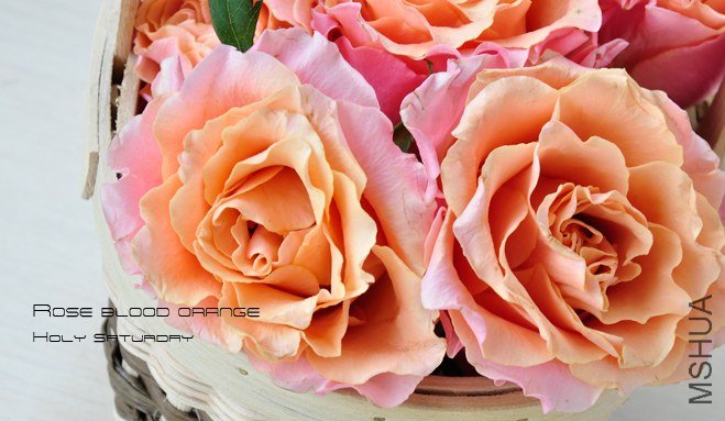 ROSE Blood orange1.jpg