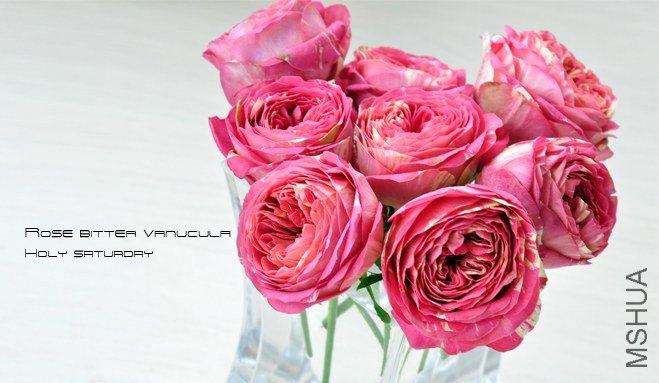ROSE Bitter vanucula.jpg