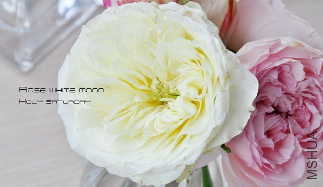 ROSE White moon.jpg