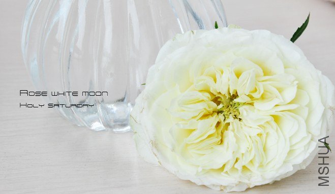 ROSE White moon1.jpg