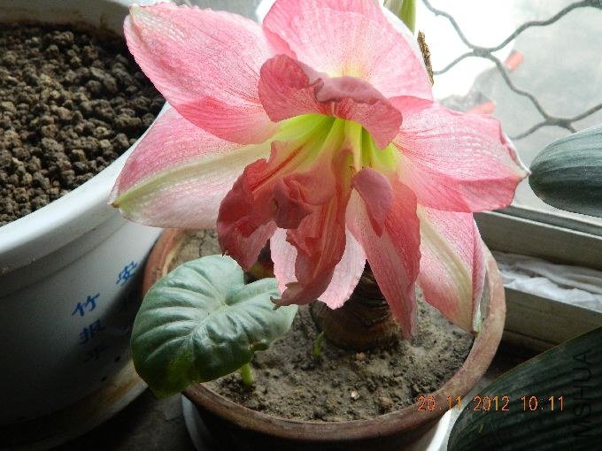 s680_DSCN0762.jpg