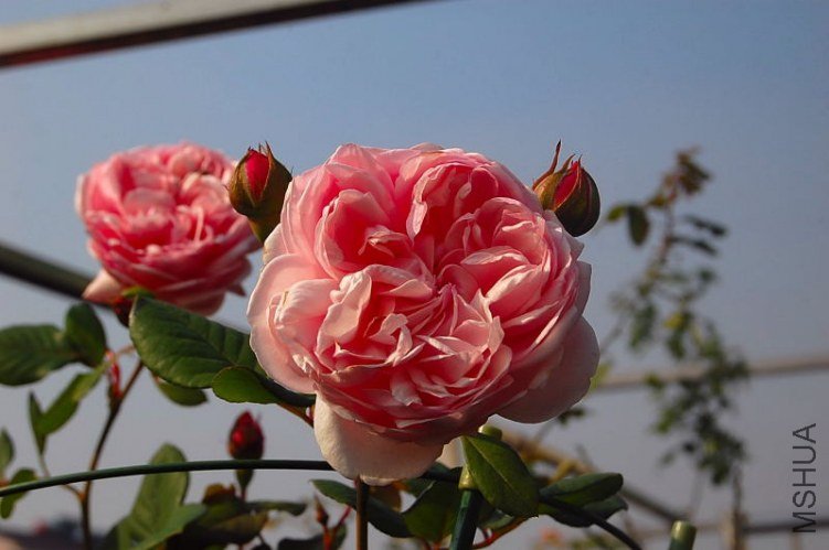 DSC_00470047.JPG
