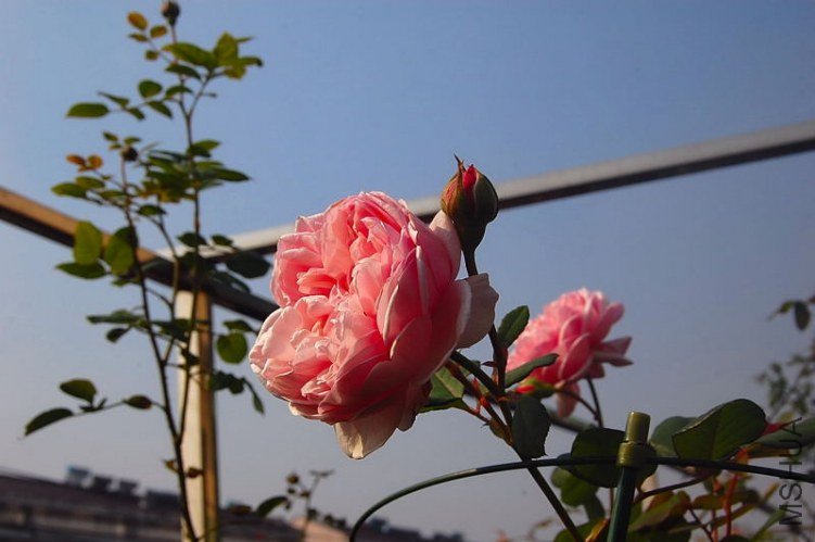 DSC_00130013.JPG