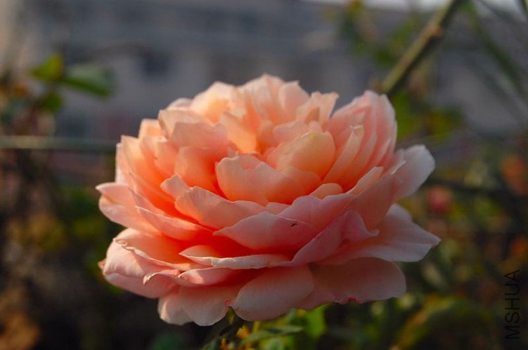 DSC_00390039.JPG