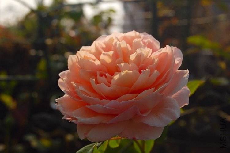 DSC_00340034.JPG