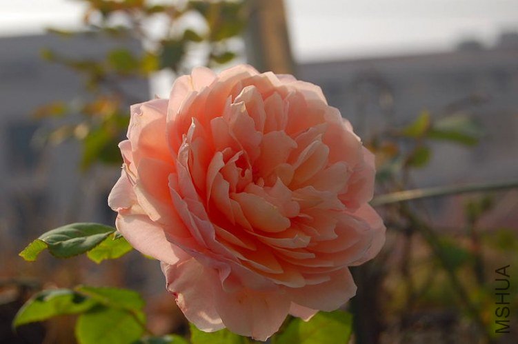 DSC_00330033.JPG