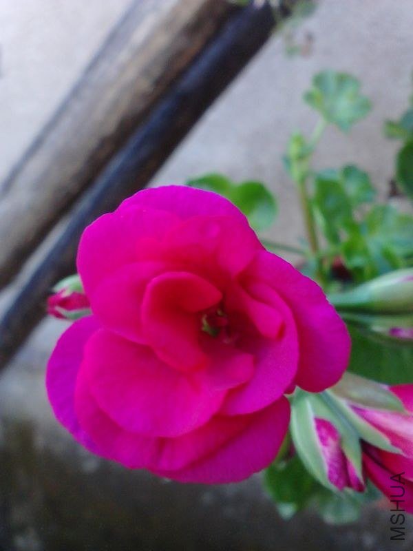 IMG_20121023_100237.jpg