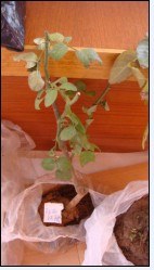 ��������õ��