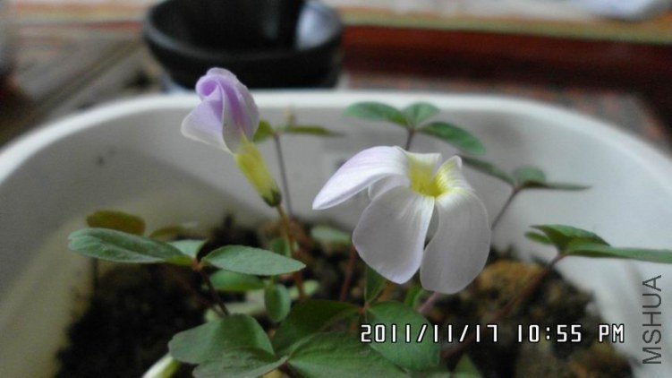 ������С SAM_0413.JPG