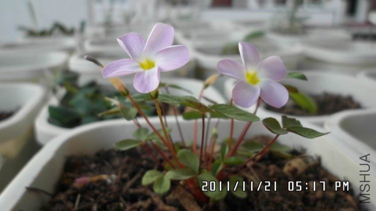 ������С SAM_0382.JPG