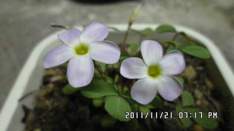 ������С SAM_0407.JPG