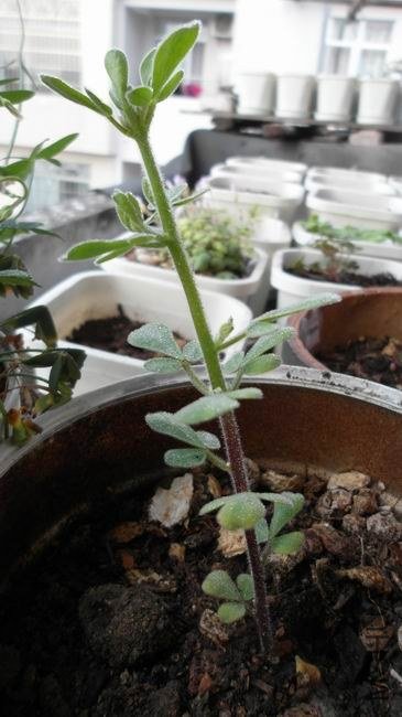 ������С ��ת SAM_0304.JPG