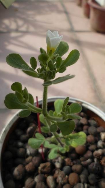 ������С ��ת SAM_0334.JPG