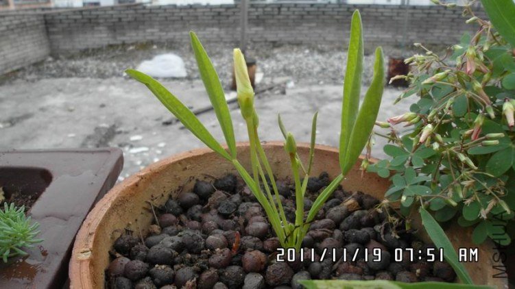 ������С SAM_0296.JPG