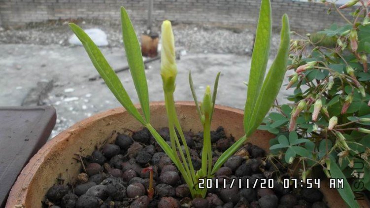 ������С SAM_0305.JPG