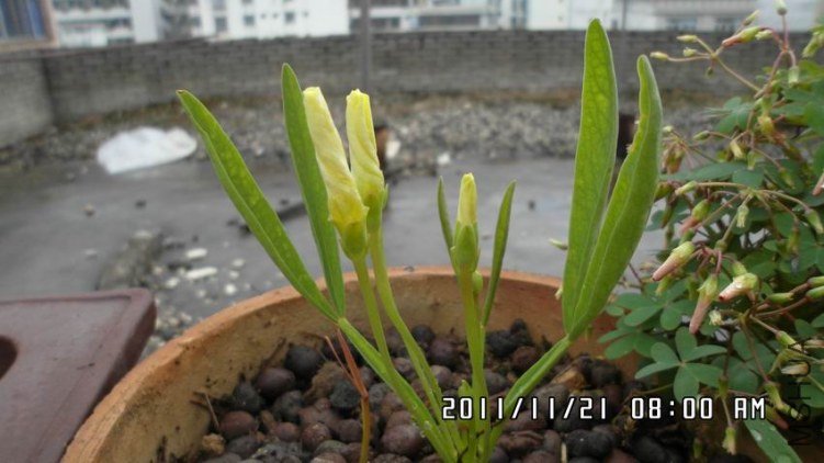 ������С SAM_0354.JPG