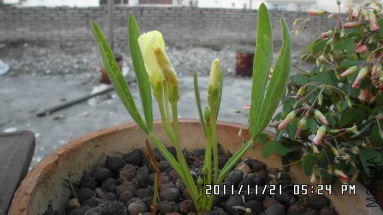 ������С SAM_0394.JPG