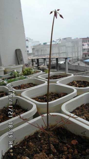 ������ ��ת SAM_0370.JPG