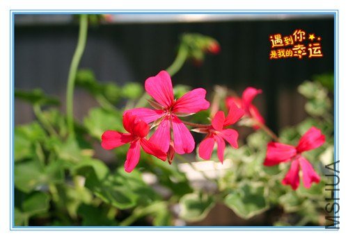 ��Ƭ 008_����.jpg