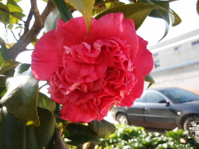 DSCN2902.jpg