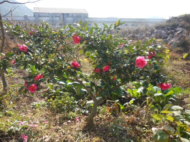 DSCN2905.jpg