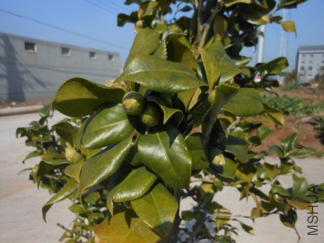 DSCN2898.jpg