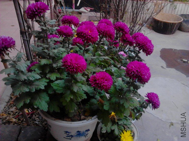 20121122Q0163.jpg