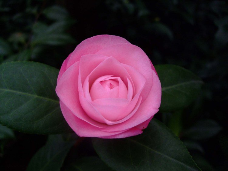 ��Ը 2012-11-21 020.jpg
