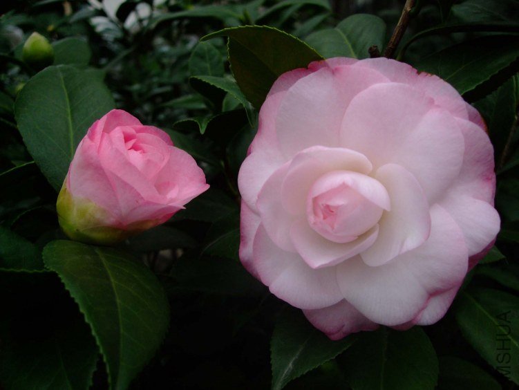 ��Ը 2012-11-22 00311.jpg