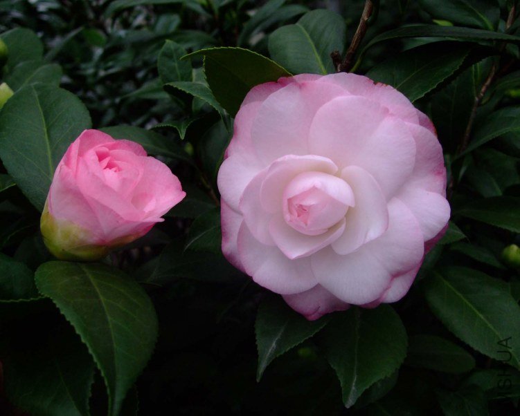 ��Ը 2012-11-22 00411.jpg