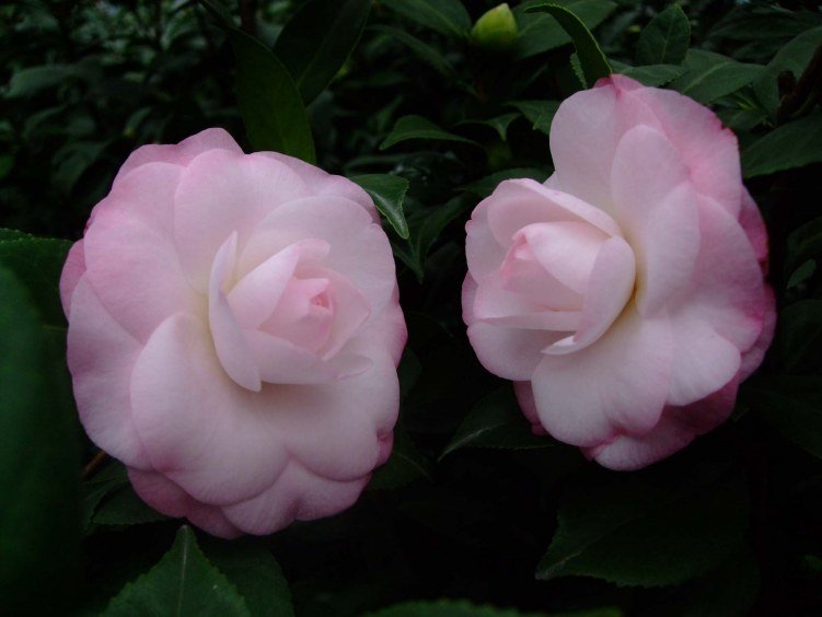 ��Ը 2012-11-22 00511.jpg