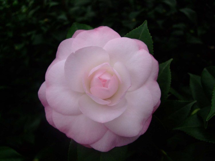 ��Ը 2012-11-22 00711.jpg