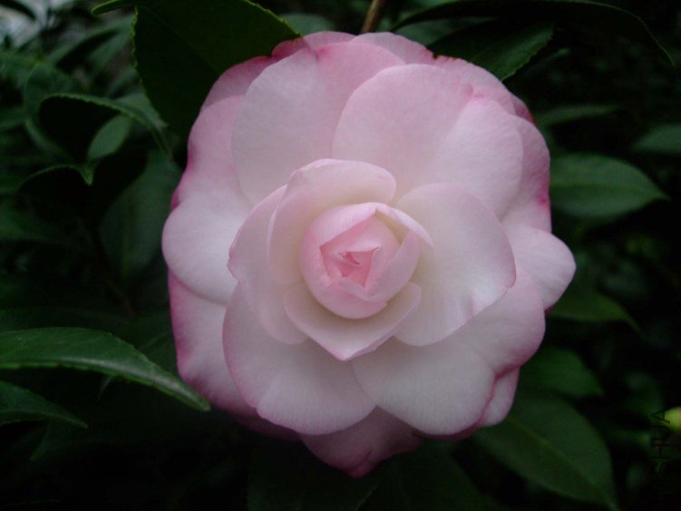 ��Ը 2012-11-22 00911.jpg