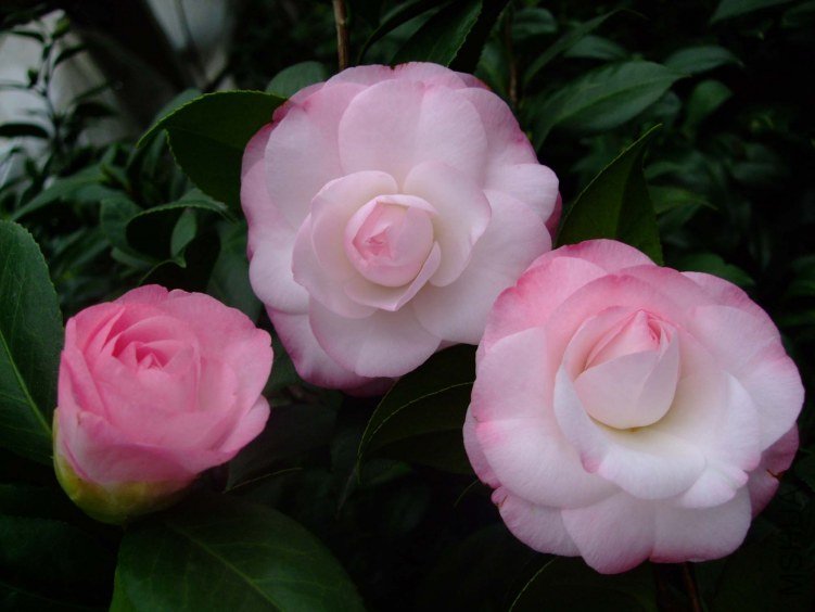 ��Ը 2012-11-22 00811.jpg